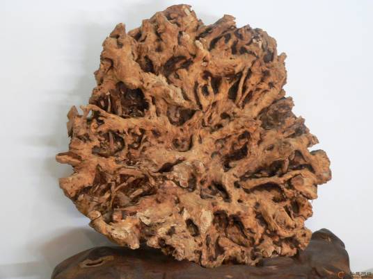 旃檀（檀香科檀香属植物）