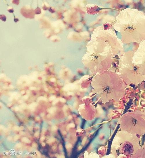 花期(植物学术语)