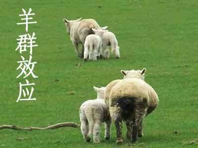 羊群效应（从众心理）