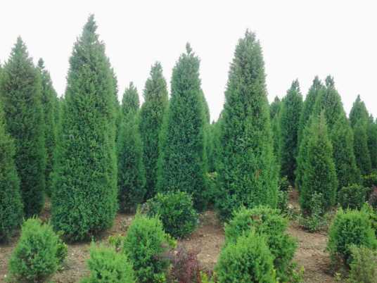 圆柏（柏科刺柏属植物）