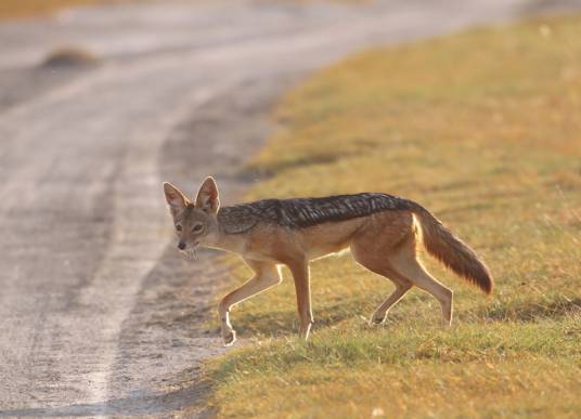 胡狼（犬科胡狼属哺乳动物的统称）