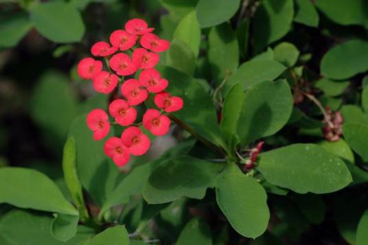 虎刺梅(铁海棠变种)