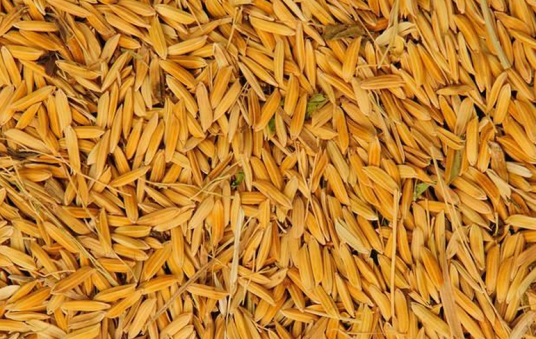 稻谷(禾本科稻属植物)