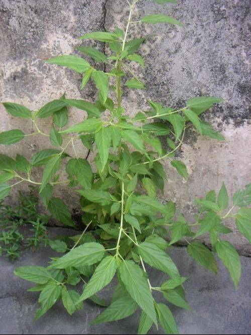 麻叶（罗布麻的干燥叶）