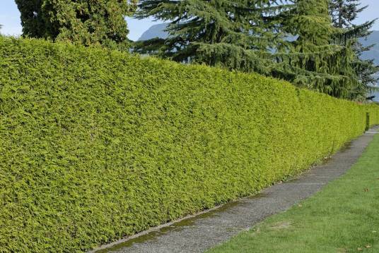 绿篱(遮盖不良视点防护防尘)