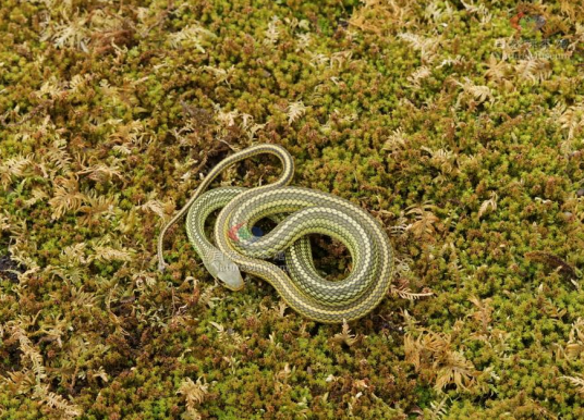 乌梢蛇（游蛇科乌梢蛇属动物）