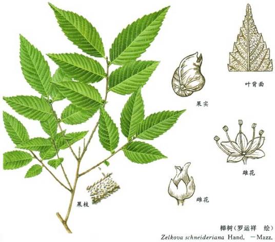 榉树（榆科榉属植物）