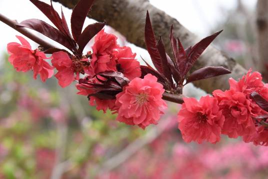 碧桃（蔷薇科李属植物）