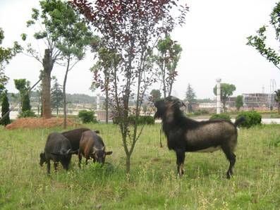 黑山羊(羊的品种)