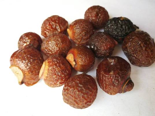 菩提果(无患子科无患子属植物)