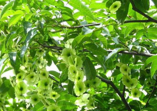 青钱柳（胡桃科青钱柳属植物）