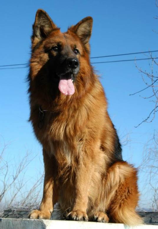 警犬(经专门技术驯服用于侦察破案的一种工作犬)