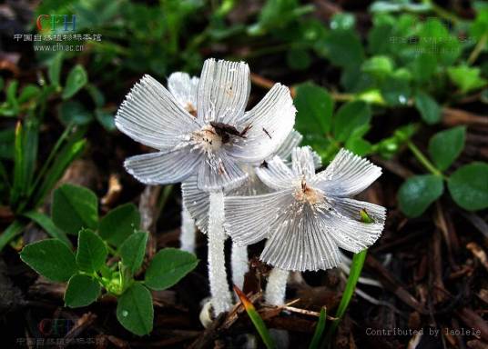 草菇（光柄菇科小包脚菇属真菌）