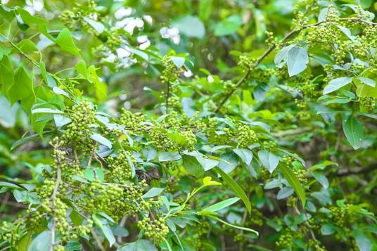 青花椒(芸香科花椒属植物)