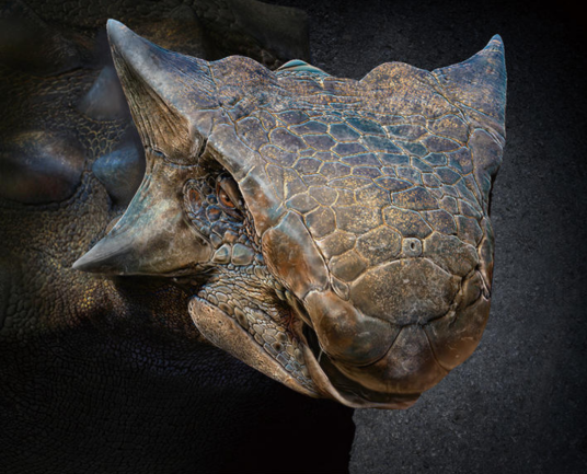 甲龙（白垩纪晚期的恐龙）