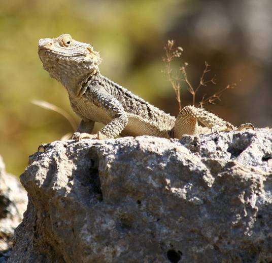 鬣蜥（爬行纲动物）
