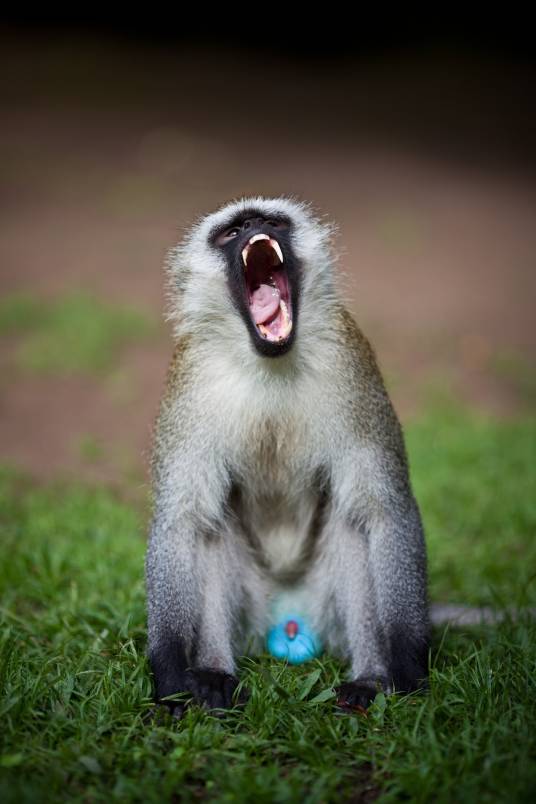 非洲绿猴肾细胞