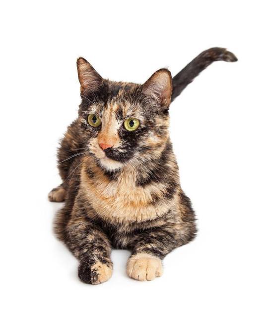 玳瑁猫