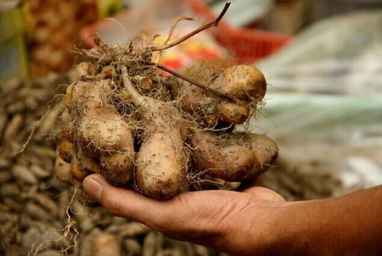 甘薯（薯蓣科薯蓣属植物）