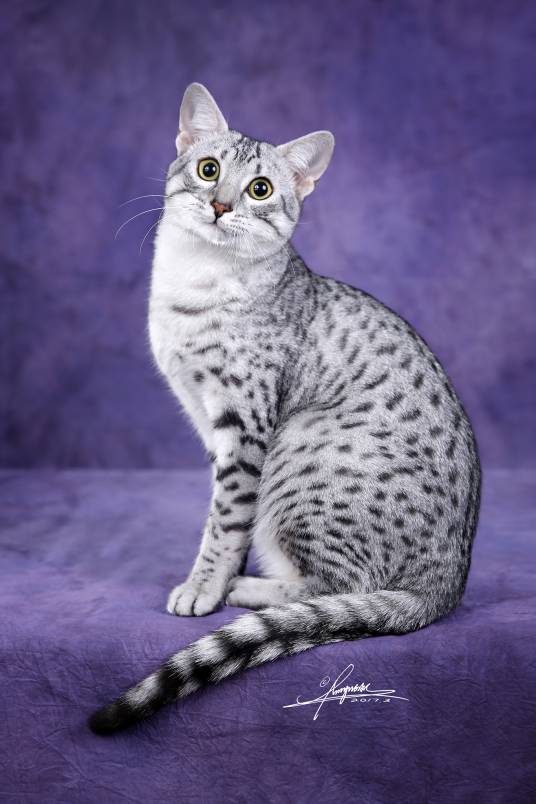 埃及猫