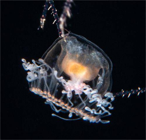 灯塔水母（花裸螅目海洋水母科灯塔水母属刺胞动物）