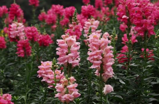 金鱼草(车前科金鱼草属植物)