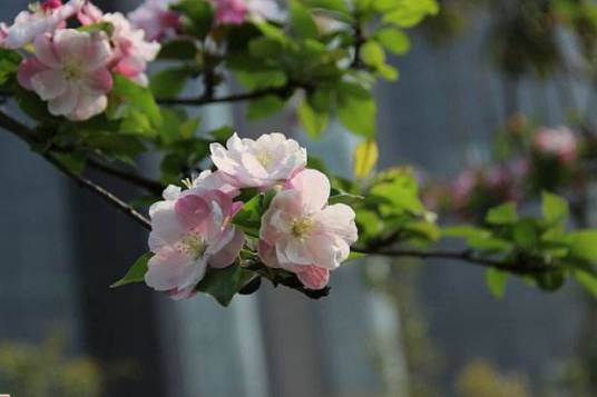 棠棣（汉语词汇）