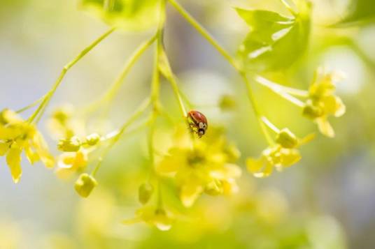 物候(动植物与非生物的变化对节候的反应)