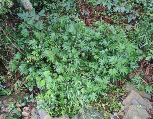 荨麻（荨麻科荨麻属植物）