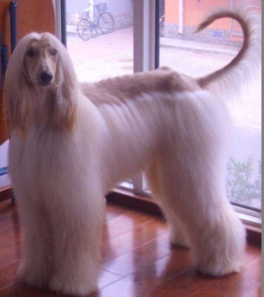 阿富汗猎犬(哺乳纲裂脚亚目动物)