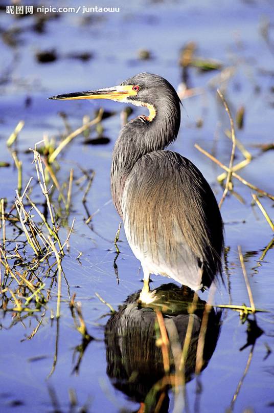 水鸟（生物种群）