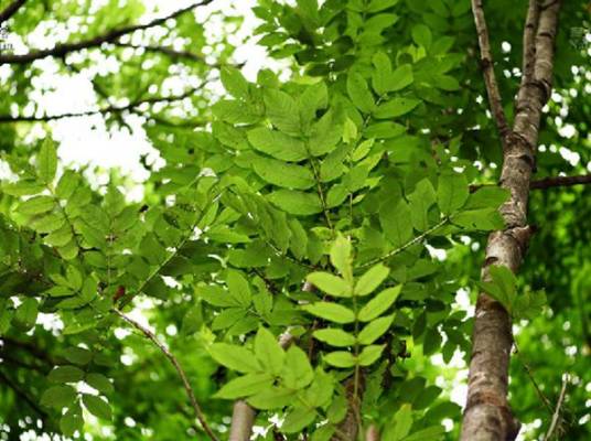 水曲柳（木犀科梣属植物）