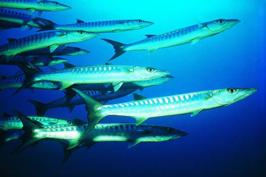 梭鱼（鲈形目鲈形目魣科动物）