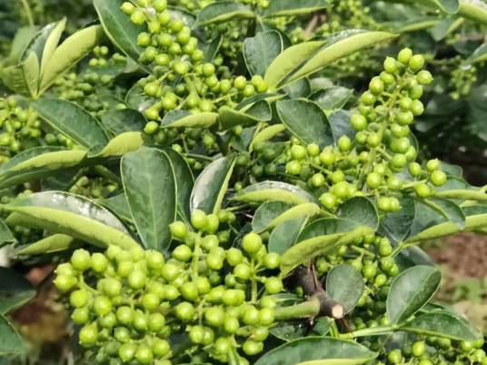 藤椒（芸香科花椒属植物）