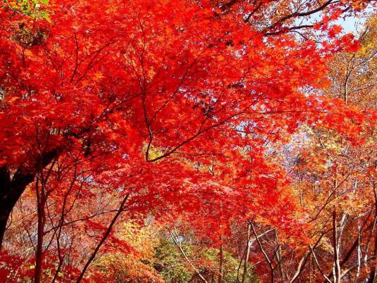 红叶(一类观赏植物)