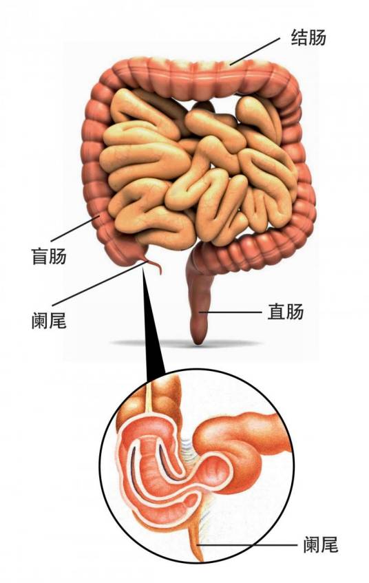 阑尾（器官）