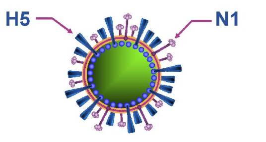 甲型H5N1流感病毒