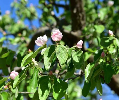 榅桲(蔷薇科榅桲属灌木)