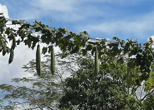 丝瓜（葫芦科丝瓜属植物）