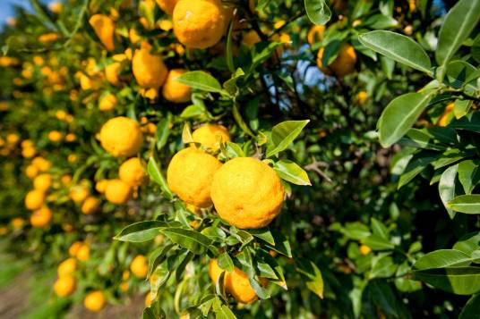 香橼（芸香科柑橘属植物）