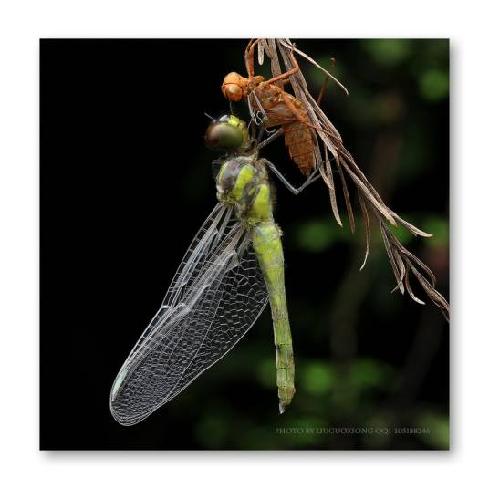 羽化（生物学词汇）