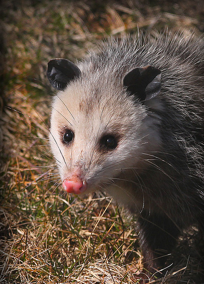 负鼠(负鼠目、负鼠科动物的通称)