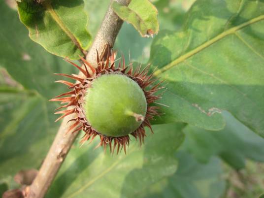 橡果(壳斗科栎属植物)