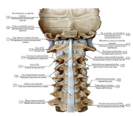 椎间盘（外科骨科术语）