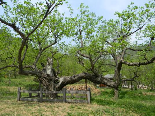 连理枝(两棵树的枝干合生在一起的植物)