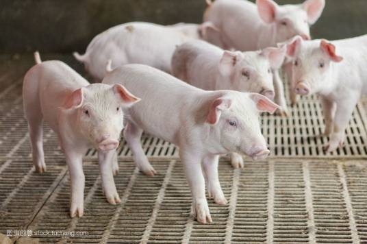 养猪(农业生产活动)