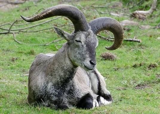 岩羊（牛科岩羊属动物）