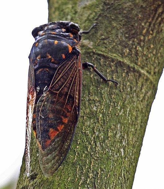 鸣蝉(一种昆虫)