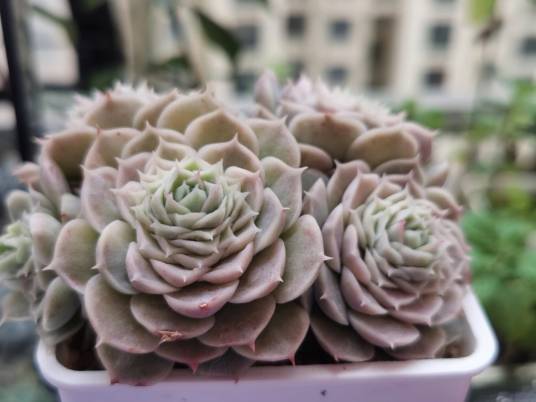 阿尔巴（一种景天科青锁龙属多肉植物）