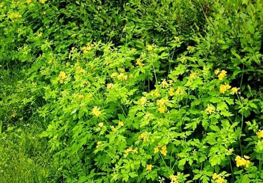 断肠草(多种剧毒植物的别称)